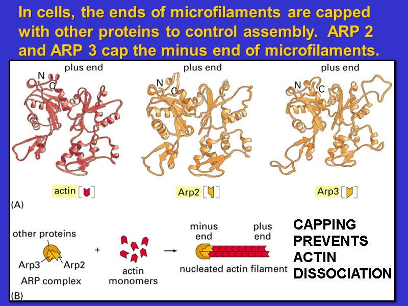 In cells, the ends of microfilaments are capped with other proteins to control In cells, the ends of microfilaments are capped with other proteins to control